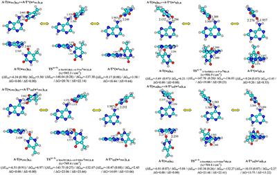 Unexpected Routes of the Mutagenic Tautomerization of the T Nucleobase in the Classical A·T DNA Base Pairs: A QM/QTAIM Comprehensive View